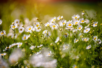 White daisies swaying in the wind 