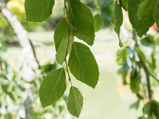 Fototapeta na wymiar Fagus sylvatica f. pendula - Le hêtre pleureur aux branches ondoyantes et garnis de feuilles soyeuses et lustrées en été
