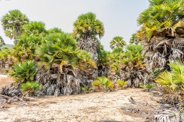 palm trees & bushes in sand fields near sea beach looking awesome in day time.