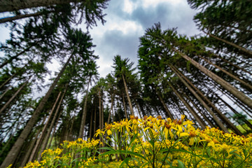 Creative shot with pine forest and yellow wild flowers.