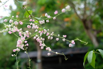 branch of a tree