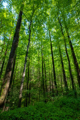 Fototapeta na wymiar The Forest of Jocassee Gorges Wilderness Area, South Carolina