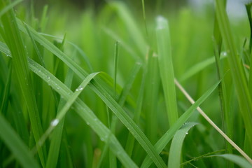 green grass with water drops