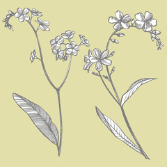 Forget-me-not flowers. Botanical illustration. Good for cosmetics, medicine, treating, aromatherapy, nursing, package design, field bouquet. Hand drawn wild hay flowers.