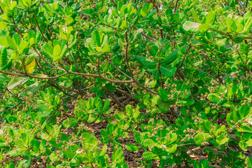 Cashew greenery trees close view after  flower came in summer season looking very attractive.