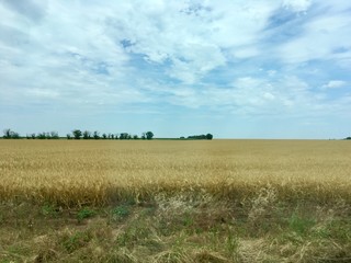 field and blue sky