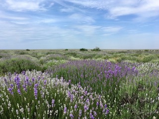 landscape of blooming lavender field