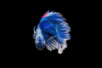 Foto op Plexiglas Het ontroerende moment mooi van blauwe siamese betta vis of fancy betta splendens vechten vis in thailand op zwarte achtergrond. Thailand noemde Pla-kad of halve maan bijtende vis. © Soonthorn