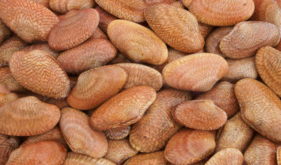 Clams seashells background