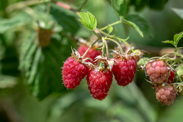 Close up photo of organic raspberries growing on branch