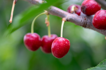 Close-up photo of ripe sweet red cherries on branch