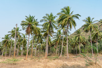Fototapeta na wymiar coconut trees plantation in a sequence at formal garden land looking awesome with mountain background.