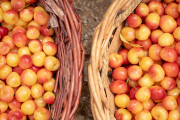 Top view of baskets with ripe yellow white sweet cherries