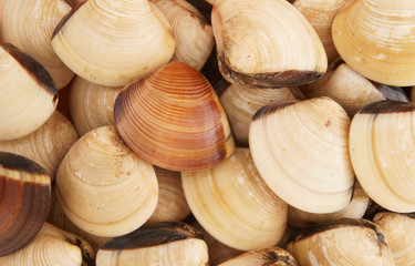 Obraz premium Fresh clam seashells