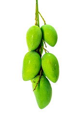 Close up Green Mangifera indica mango