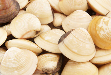 Raw seashells background, clams