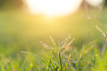 The flower grass with blur background