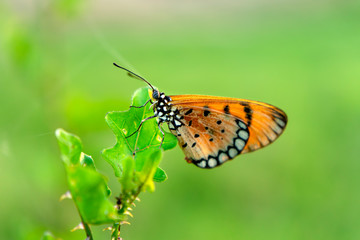 Closeup orange butterfly