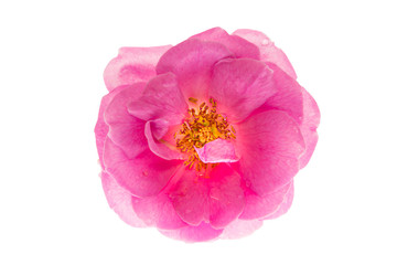 Pink of Damask Rose flower