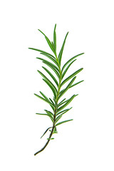 Close up of Rosemary plant