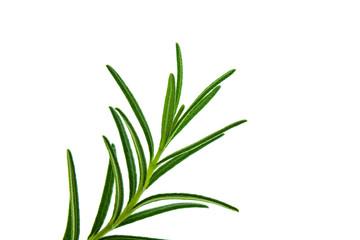 Close up of Rosemary plant