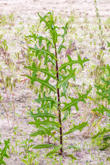 Naklejka premium Green Lactuca Serriola, also called prickly lettuce, milk thistle, compass plant and scarole, growing in the sand