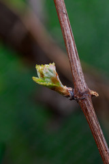 sprout of grapes
