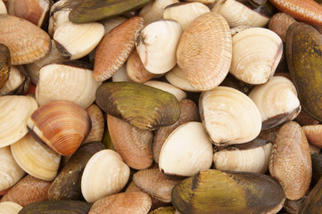 Mixed raw seashells, seafood background