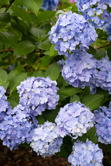 Hydrangea macrophylla