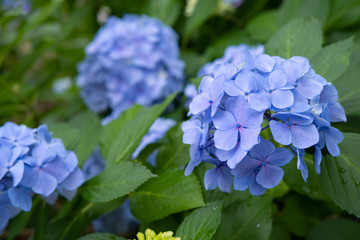 Hydrangea macrophylla