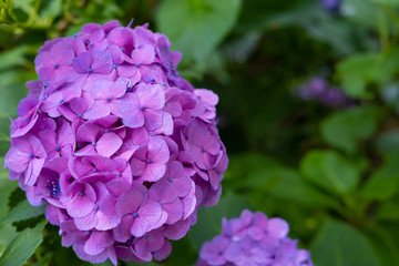 Hydrangea macrophylla
