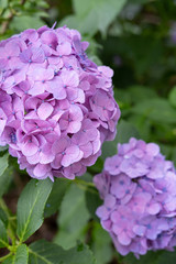 Hydrangea macrophylla