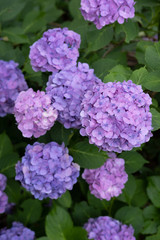 Hydrangea macrophylla