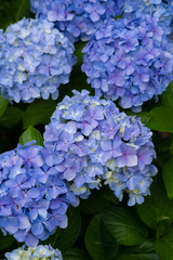 Hydrangea macrophylla