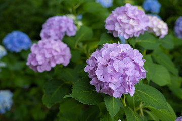 Hydrangea macrophylla
