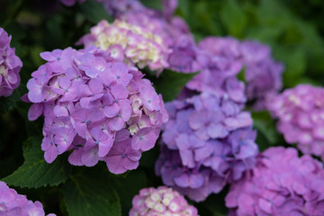Hydrangea macrophylla