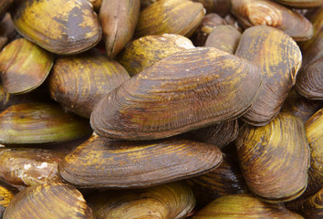Green seashells background, seafood close up