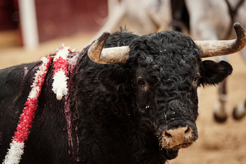 Toro en la plaza sobre el albero durante la corrida