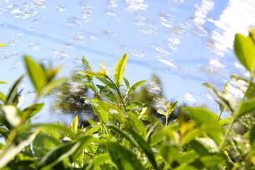 Splash of water over the stalks
