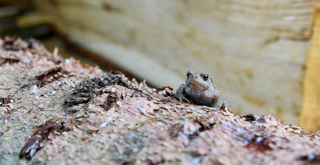 Erdkröte im wald auf baumstamm