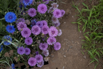 purple flowers in the garden