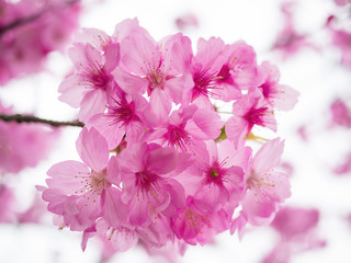 Fototapeta premium Sakura Flower Background in Japan