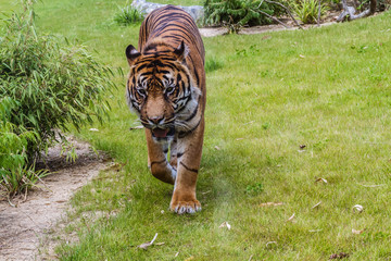Fototapeta na wymiar Zoo de la Flèche - Tigre
