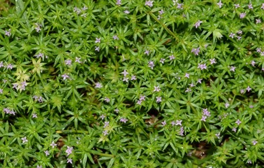 Blue Fieldmadder (Sherardia arvensis) ground cover displaying its tiny purple flowers. These weeds...