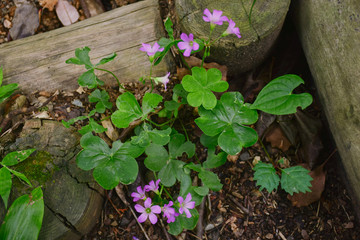 the nature of urban japan