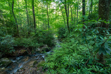 Laurel Fork Creek, Jocassee Gorges Wilderness Area, South Carolina