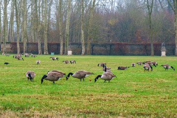 Geese in the park of Versailles eating green grass.