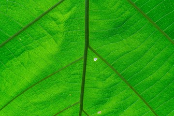 Background texture, Green nature of leaf texture.