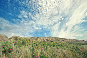 Fototapeta premium Wildblumen in den Dünen am Strand