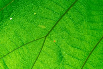 Green leaf texture background.